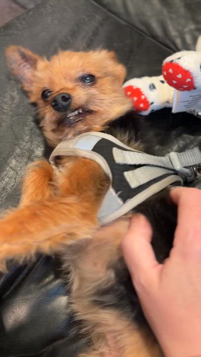 Enlarge Poncho- Tiny Pup, Big Personality, a Adoptable Yorkshire Terrier in Blairstown , NJ video 2/4