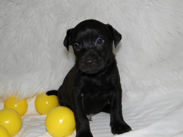 Mario, a Adoptable mixed breed in Baton Rouge, LA image 1/4