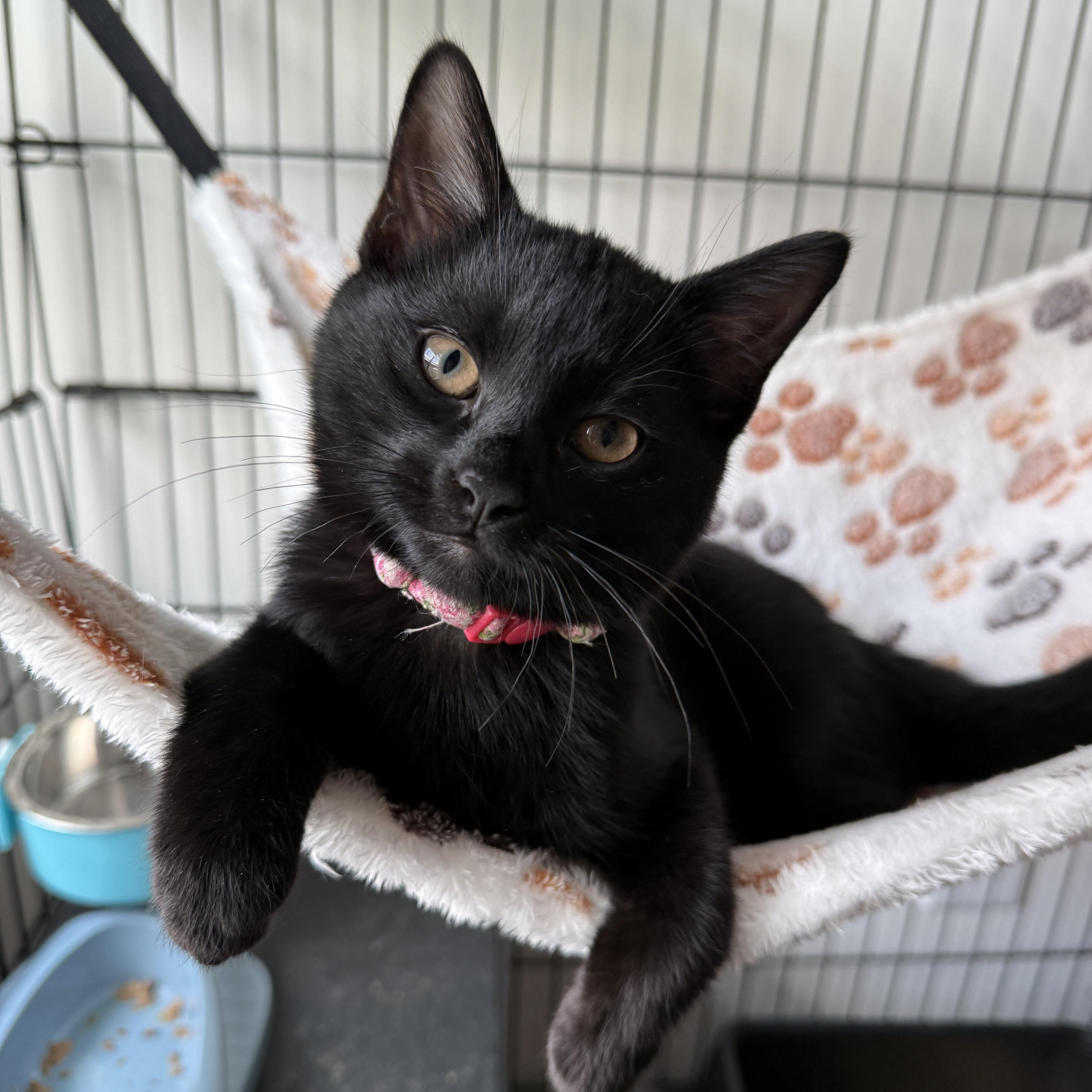 Sprite (bonded with Soot), Adoptable, Kitten Female Domestic Short Hair & Bombay.