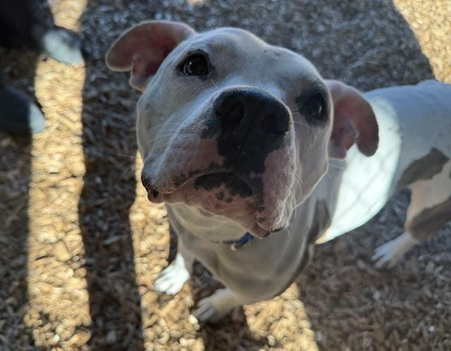 Enlarge LULU, a Adoptable Pit Bull Terrier in Kent, WA image 1/1