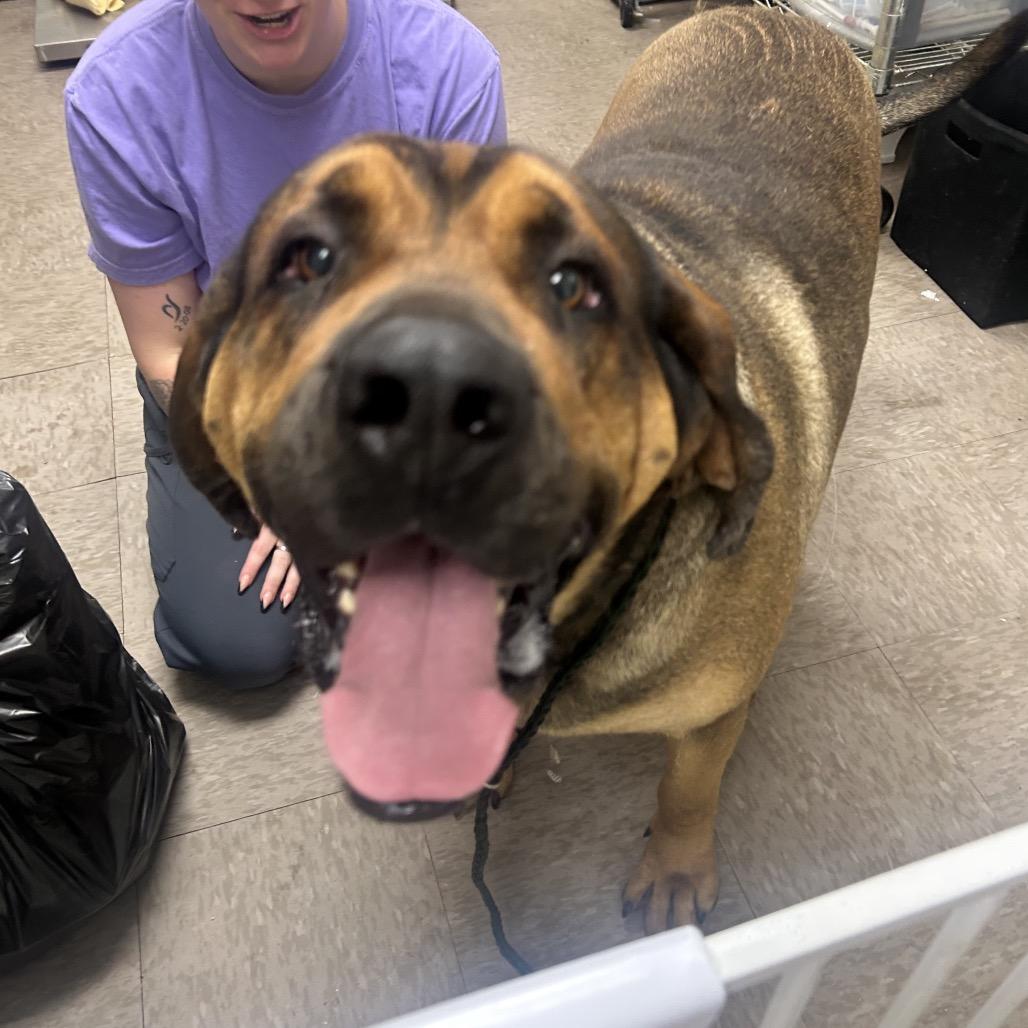 Big Honkus, Adoptable, Adult Male Mastiff & Bloodhound.