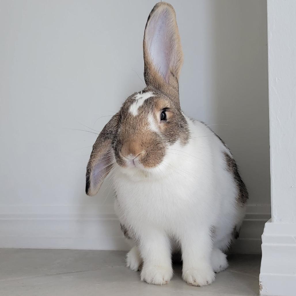 Carlisle, Adoptable, Young Male Rex.