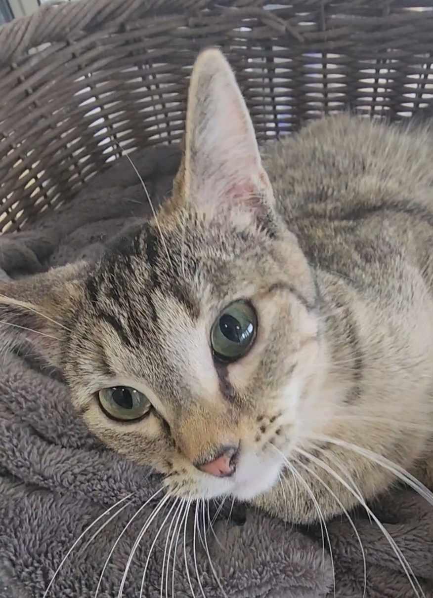 Cora
