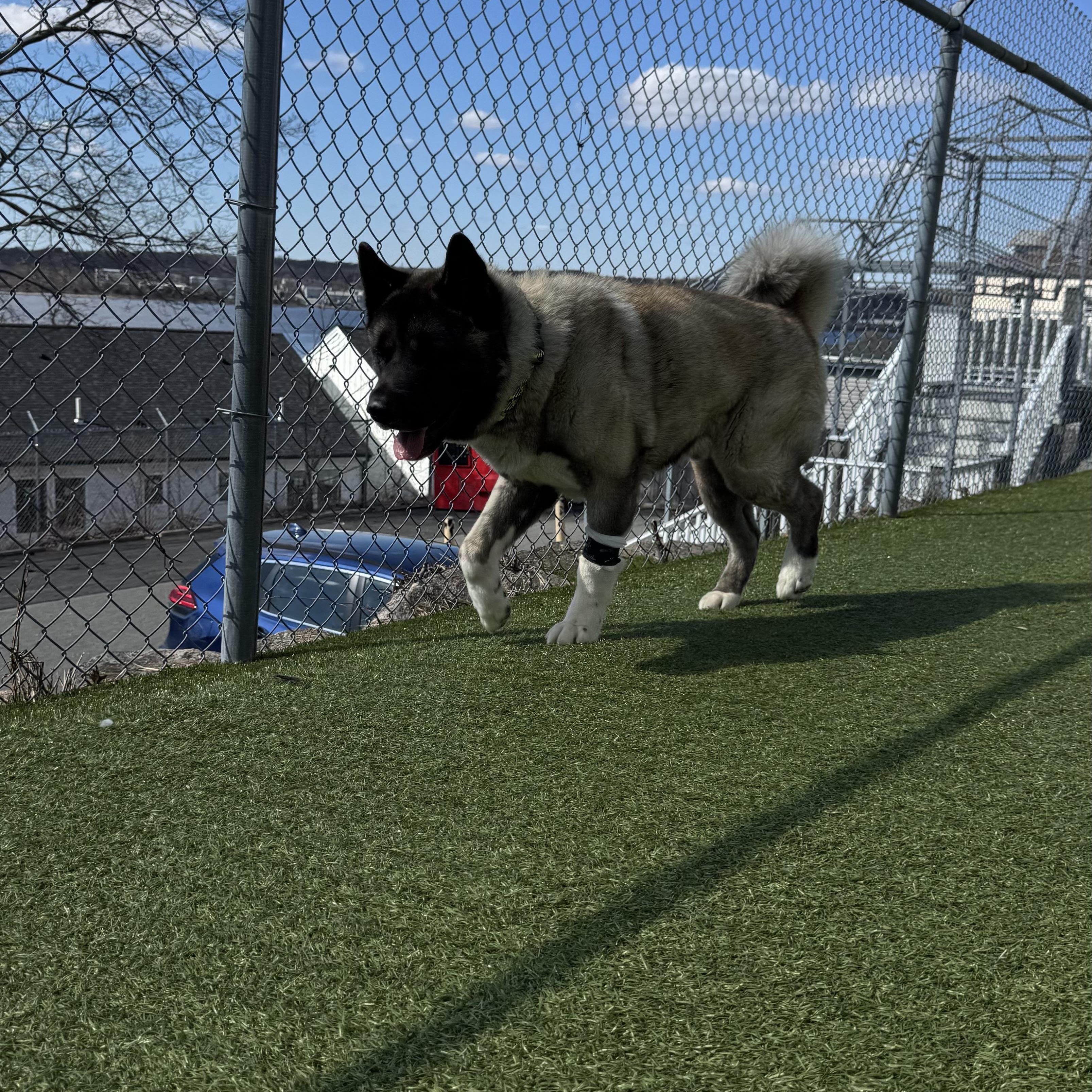 Enlarge Balto, an adoption pending Akita in Fall River, MA image 3/3