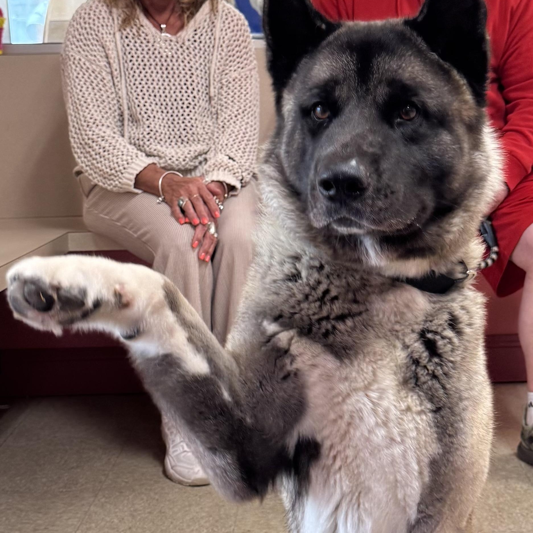 Enlarge Balto, an adoptable Akita in Fall River, MA image 2/5