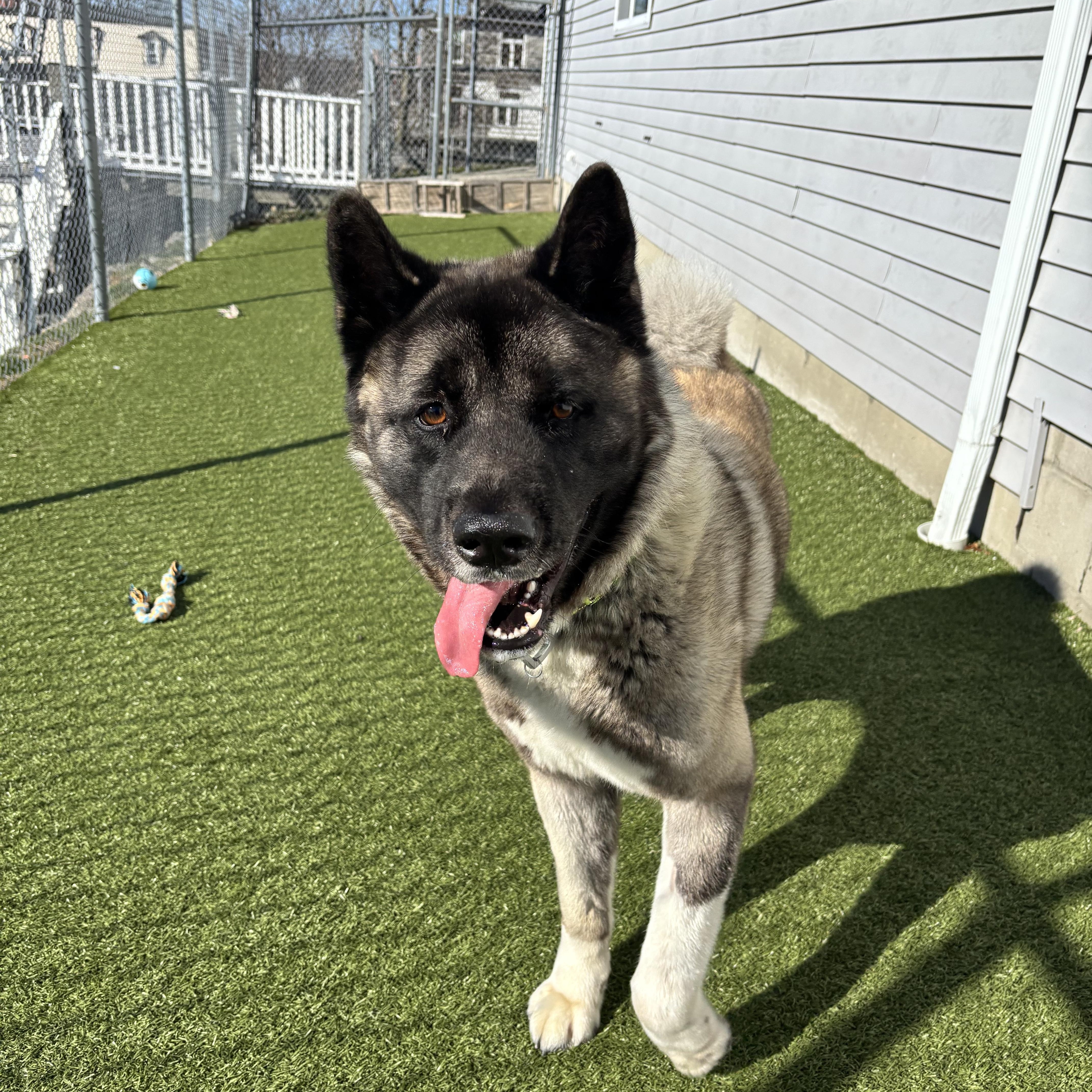Enlarge Balto, an adoption pending Akita in Fall River, MA image 1/3