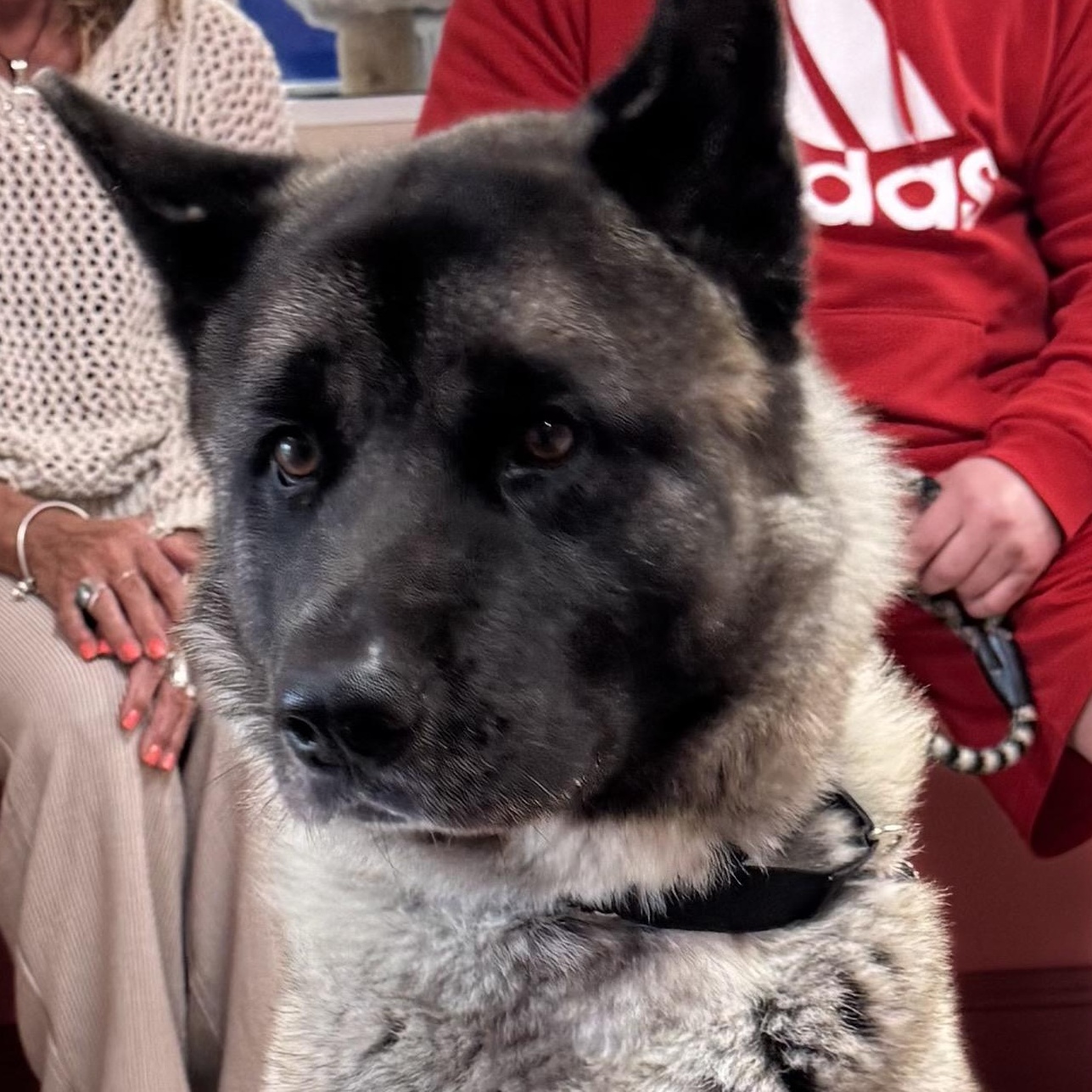 Enlarge Balto, an adoptable Akita in Fall River, MA image 4/5