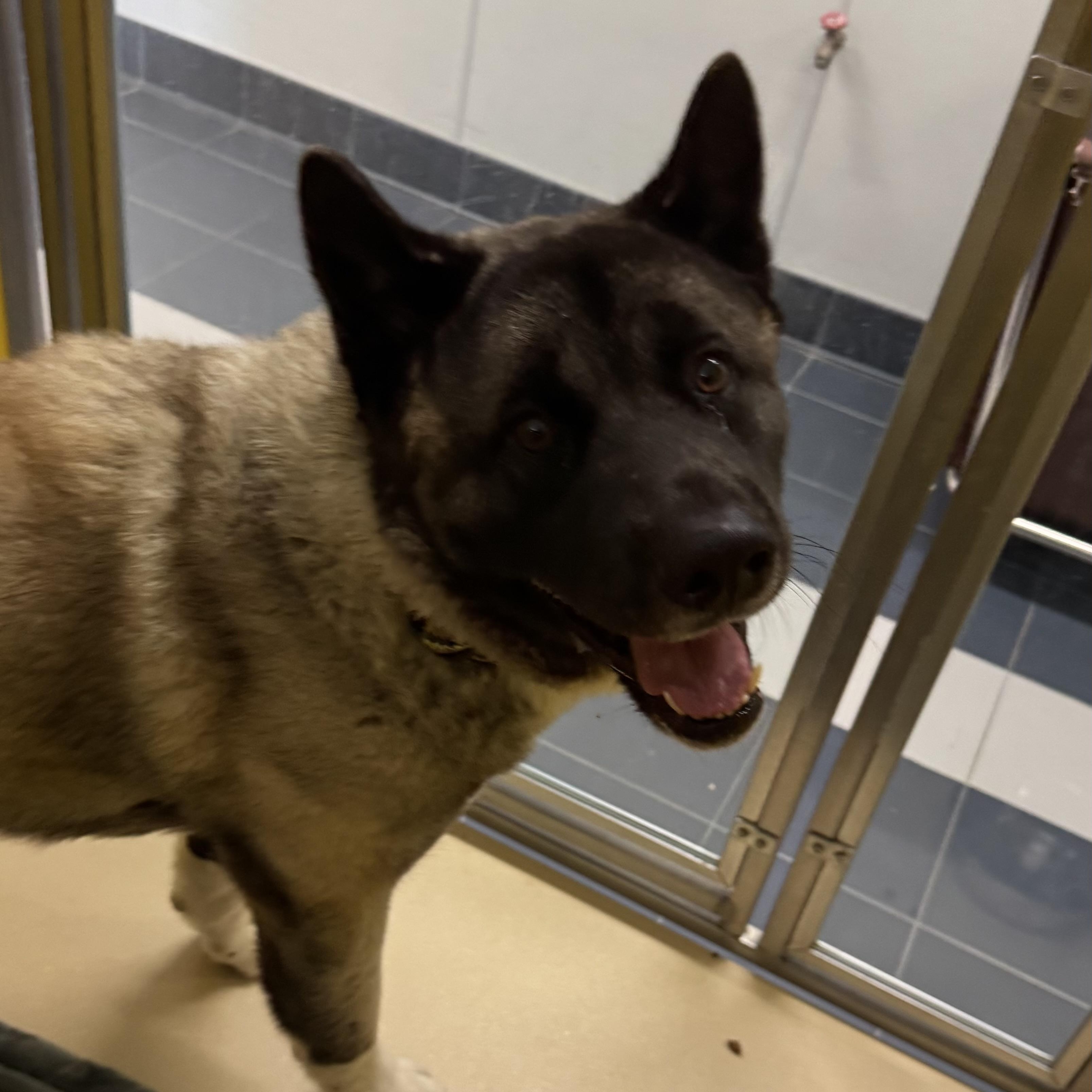 Enlarge Balto, an adoption pending Akita in Fall River, MA image 2/3