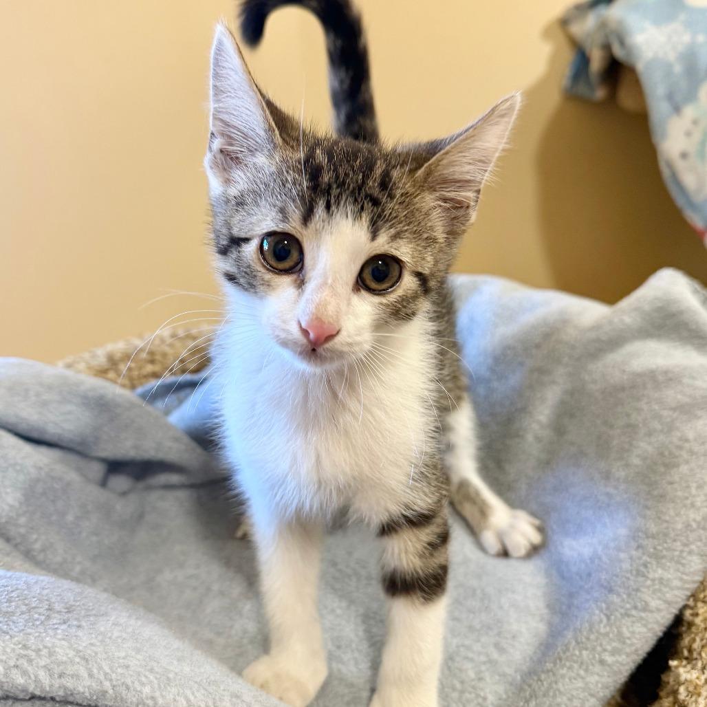 Enlarge Thomas, a Adoptable Domestic Short Hair in Agoura Hills, CA image 1/5