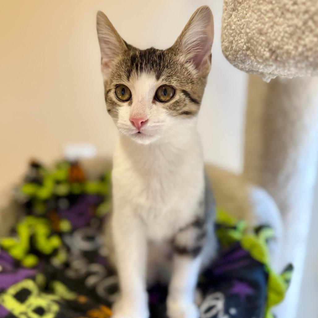 Enlarge Thomas, a Adoptable Domestic Short Hair in Agoura Hills, CA image 2/5