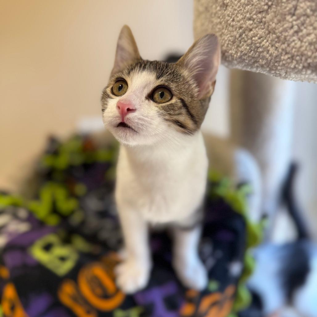 Enlarge Thomas, a Adoptable Domestic Short Hair in Agoura Hills, CA image 3/5