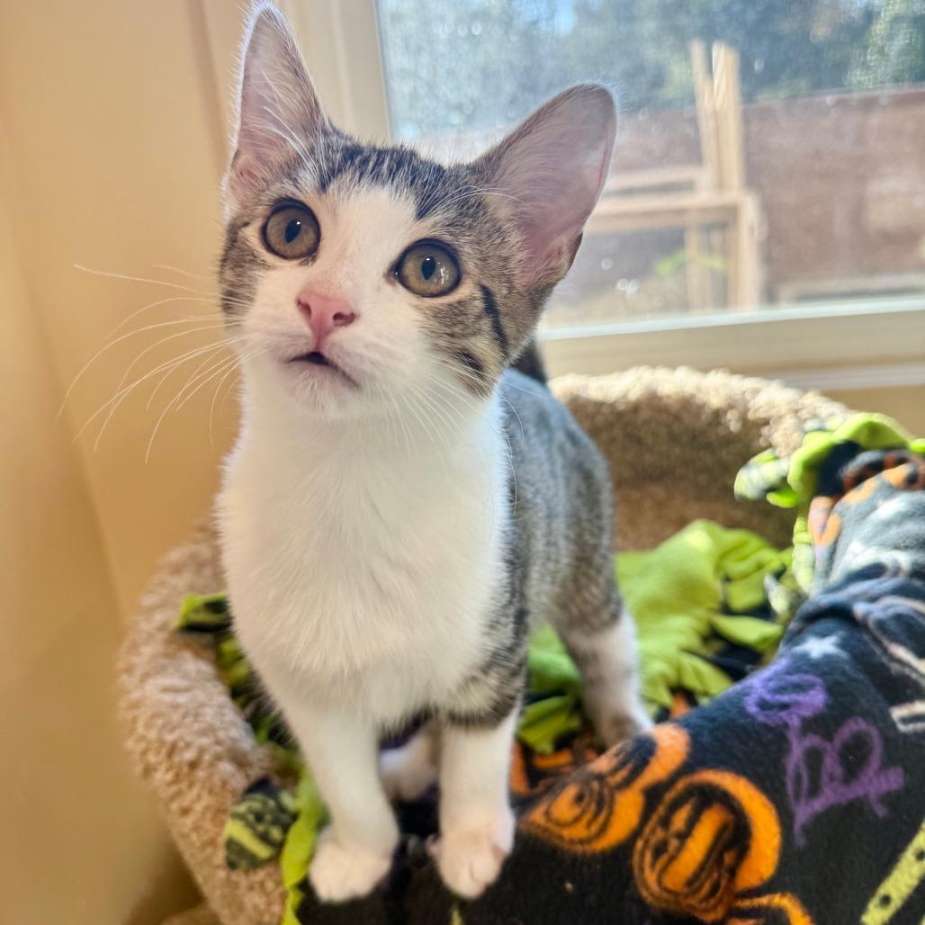 Enlarge Thomas, a Adoptable Domestic Short Hair in Agoura Hills, CA image 4/5