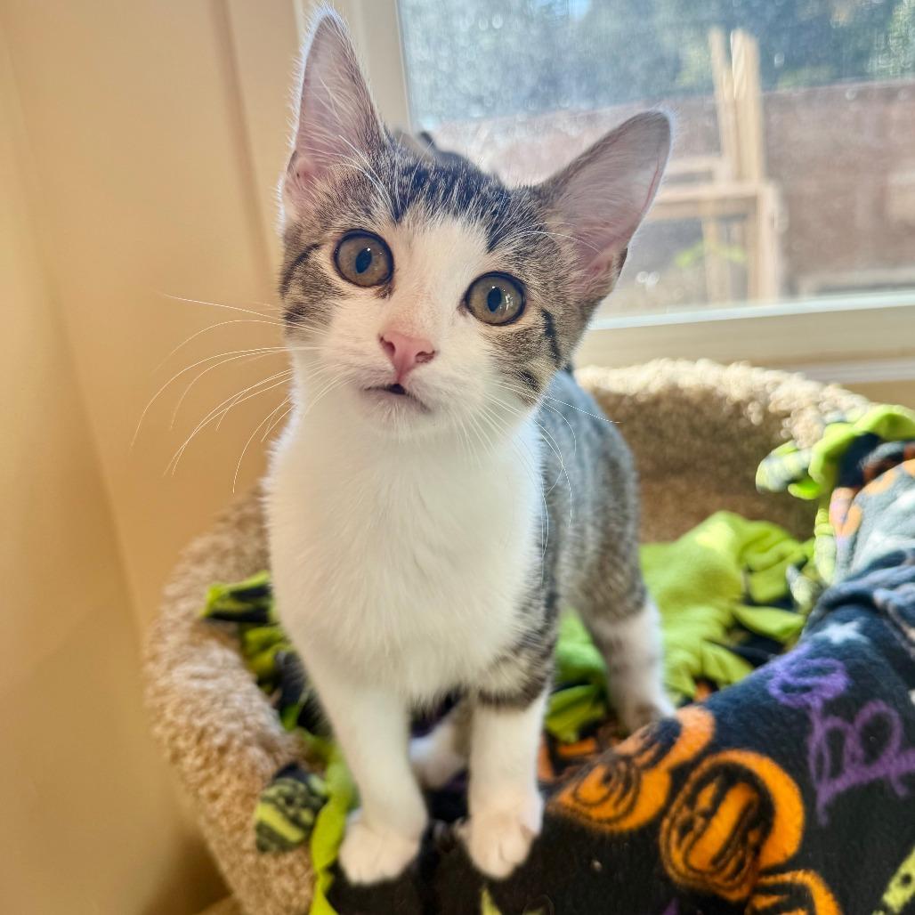 Enlarge Thomas, a Adoptable Domestic Short Hair in Agoura Hills, CA image 5/5