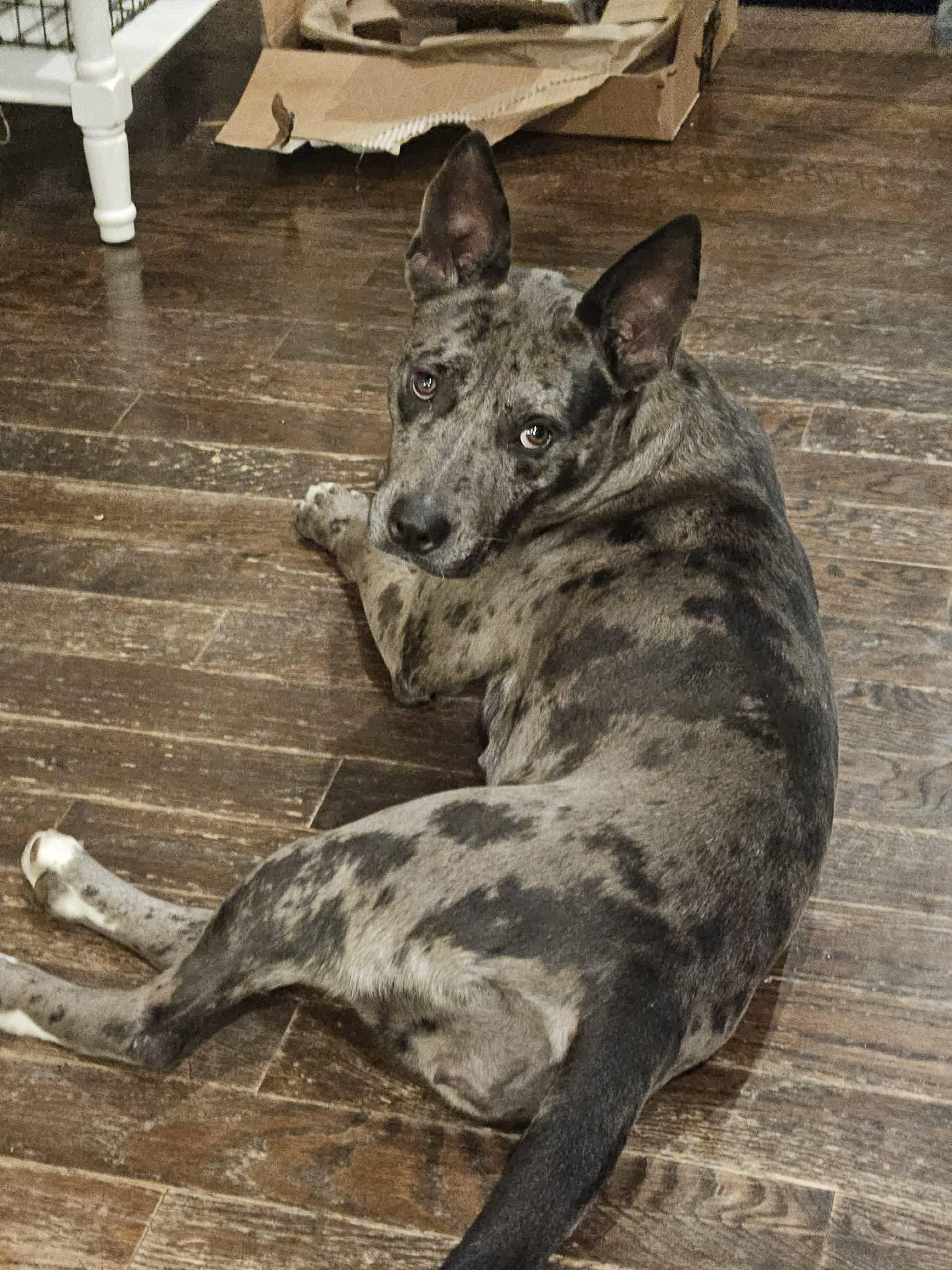 Enlarge Annie - MA, an adopted mixed breed in Merrimac, MA image 5/6