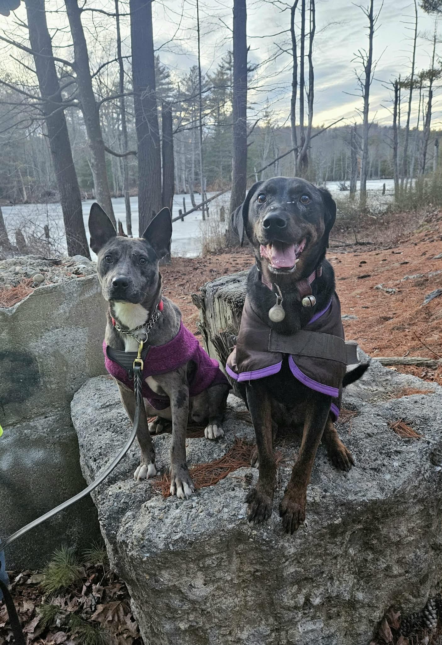 Enlarge Annie - MA, an adopted mixed breed in Merrimac, MA image 4/6