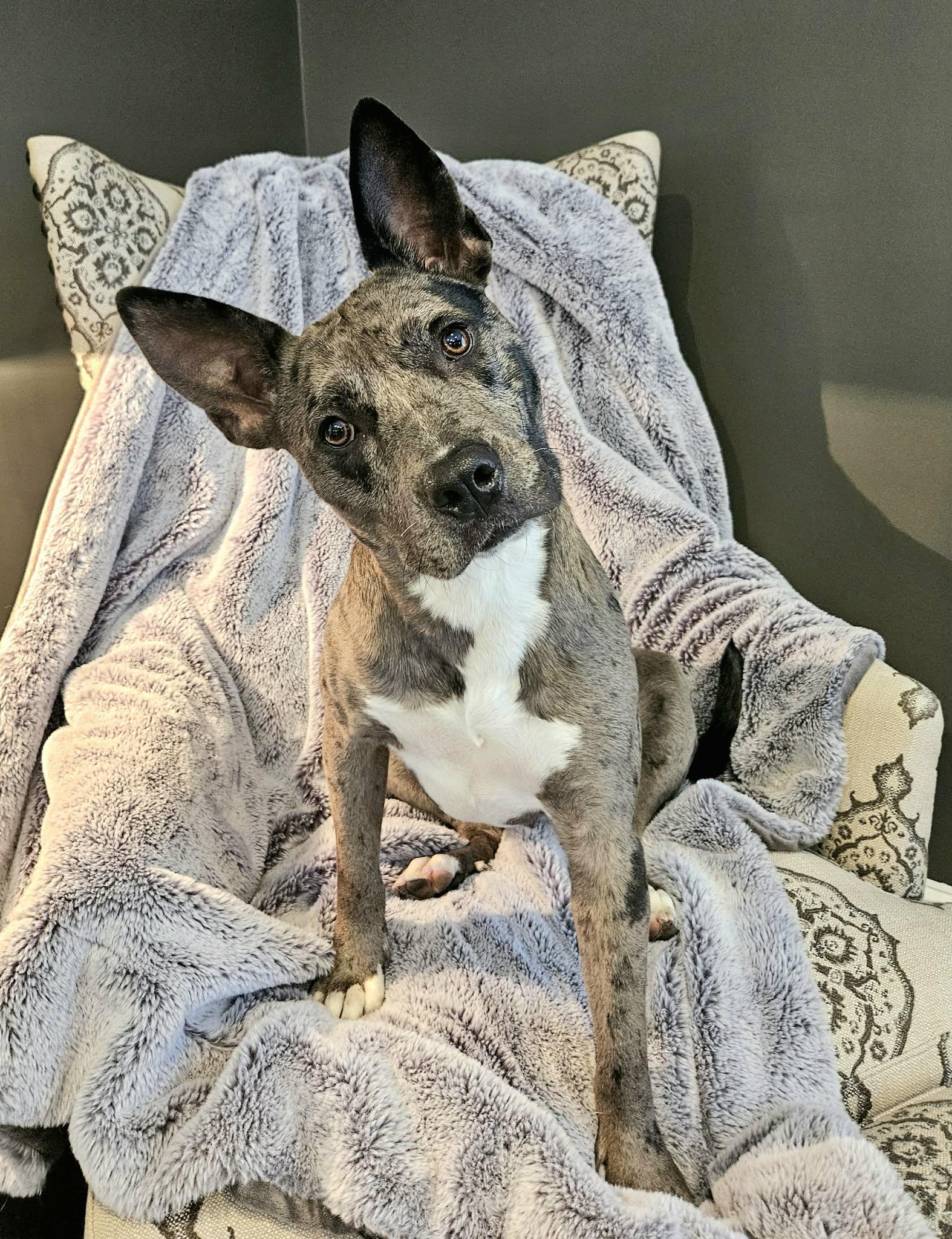 Enlarge Annie - MA, an adopted mixed breed in Merrimac, MA image 2/6