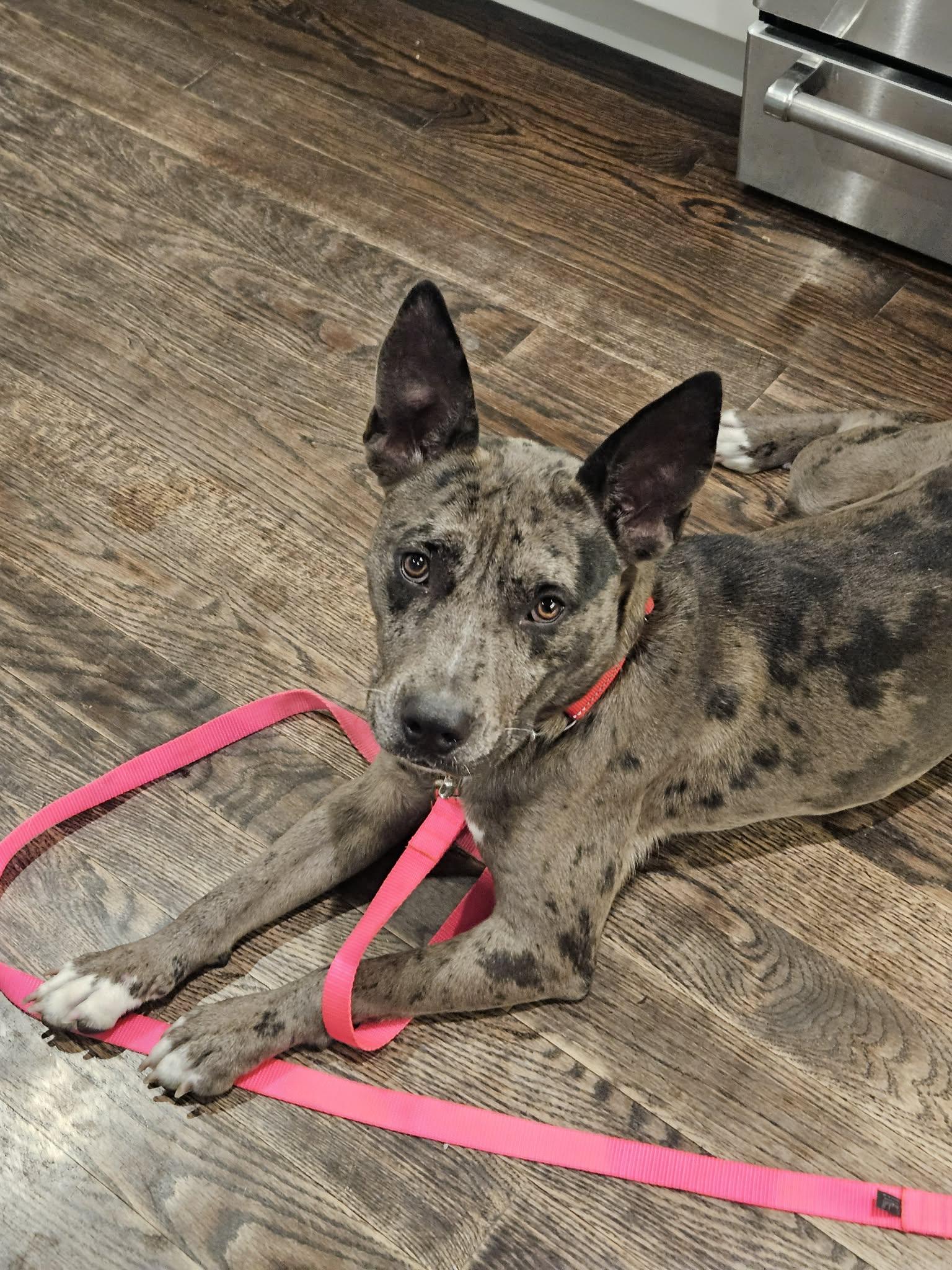 Enlarge Annie - MA, an adopted mixed breed in Merrimac, MA image 6/6