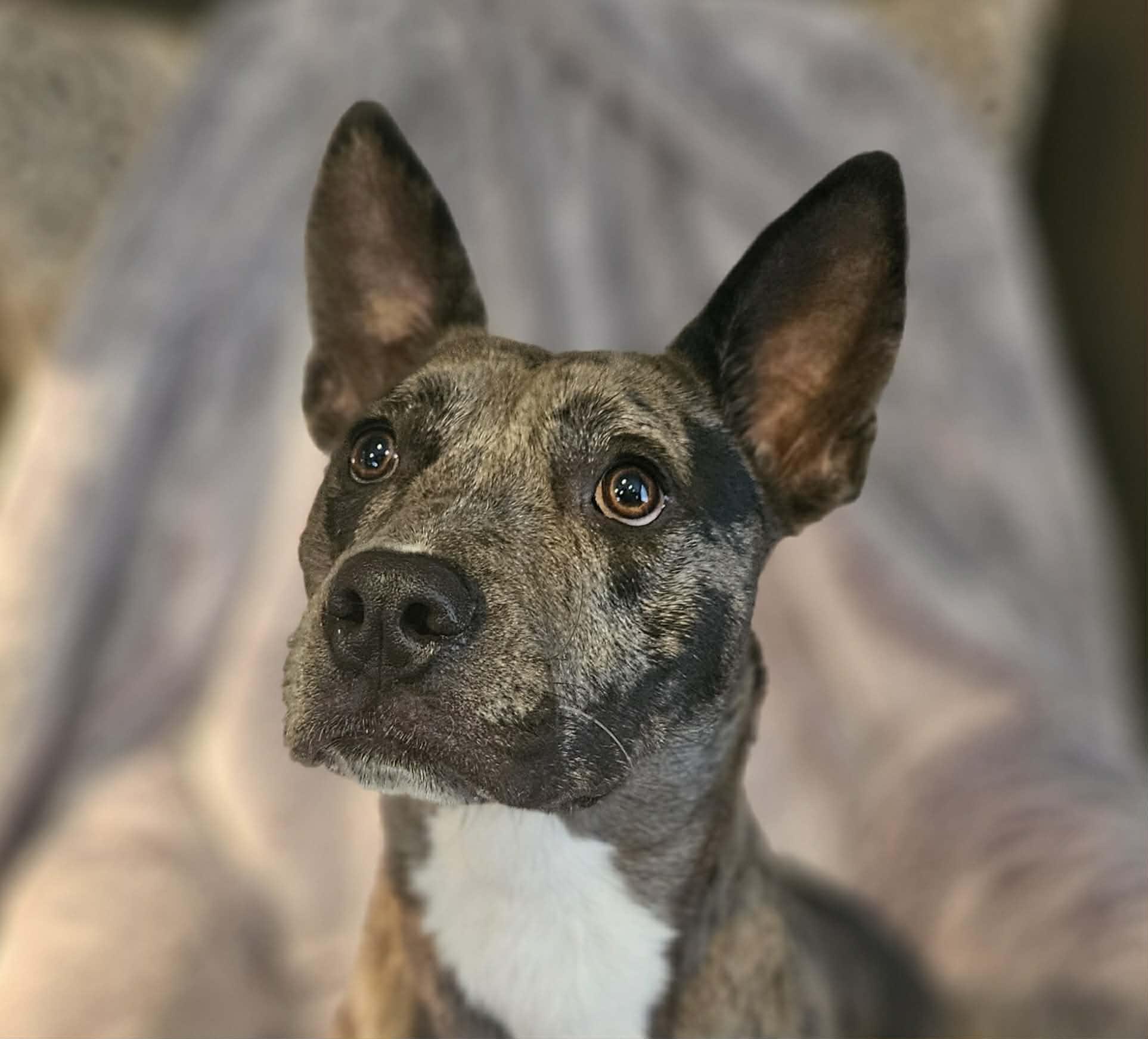 Annie - MA, adopted, Young Female Australian Cattle Dog / Blue Heeler & Catahoula Leopard Dog.