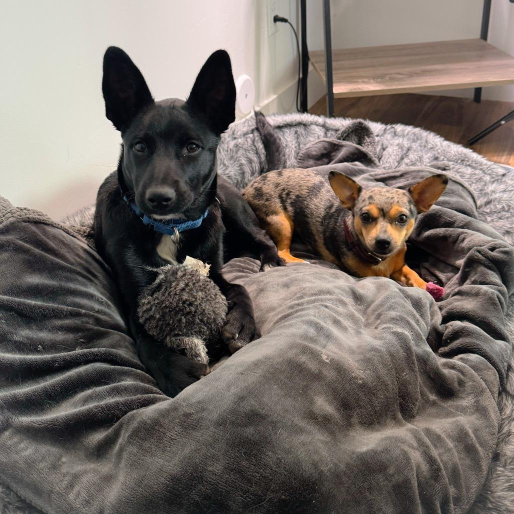 Starlight — thumbnail 2