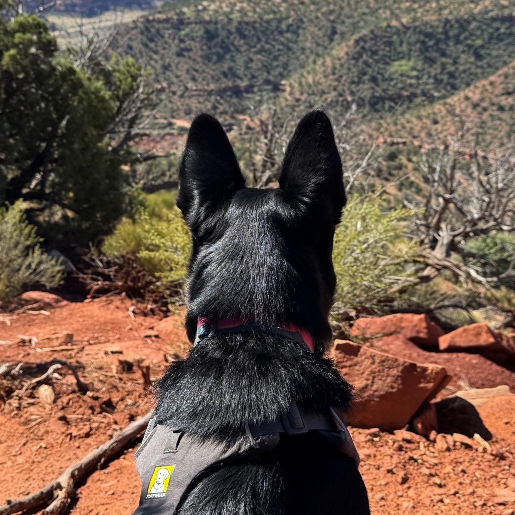 Starlight — thumbnail 3