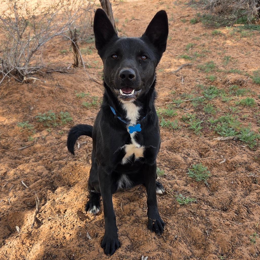 Starlight — thumbnail 4