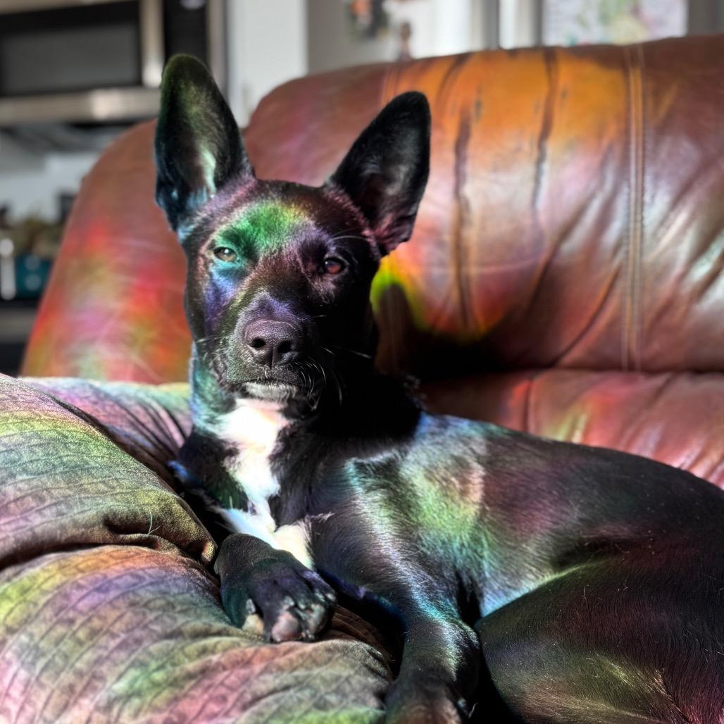 Starlight — thumbnail 6