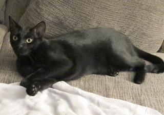 Enlarge Pumpkin Pie, an adoptable Domestic Short Hair in Springfield, OR image 3/3