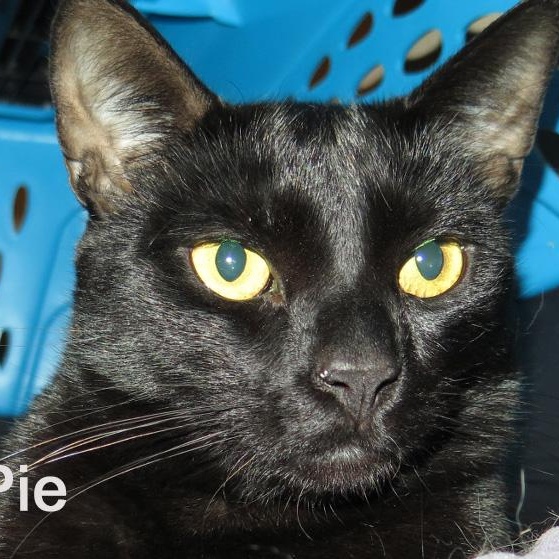 Enlarge Pumpkin Pie, an adoptable Domestic Short Hair in Springfield, OR image 2/3