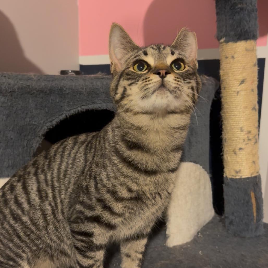 Gale, Adoptable, Young Male Domestic Short Hair.