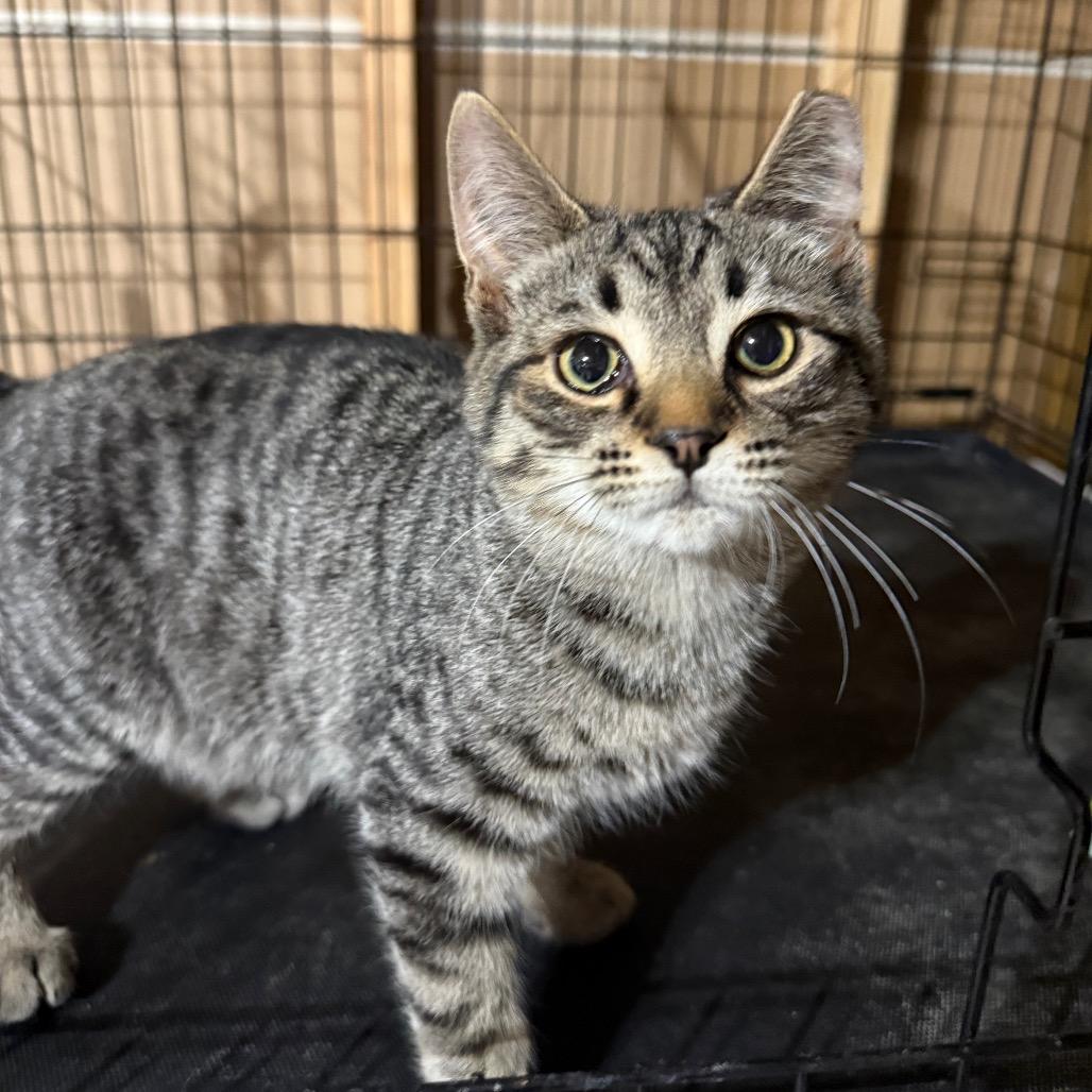 Gale, Adoptable, Kitten Male Domestic Short Hair.