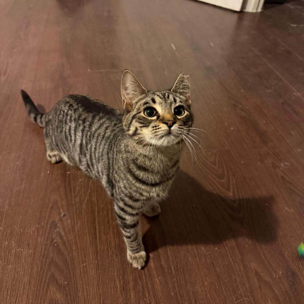 Enlarge Gale, a Adoptable Domestic Short Hair in Hedgesville, WV image 3/5