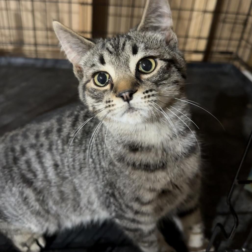 Enlarge Gale, a Adoptable Domestic Short Hair in Hedgesville, WV image 2/3