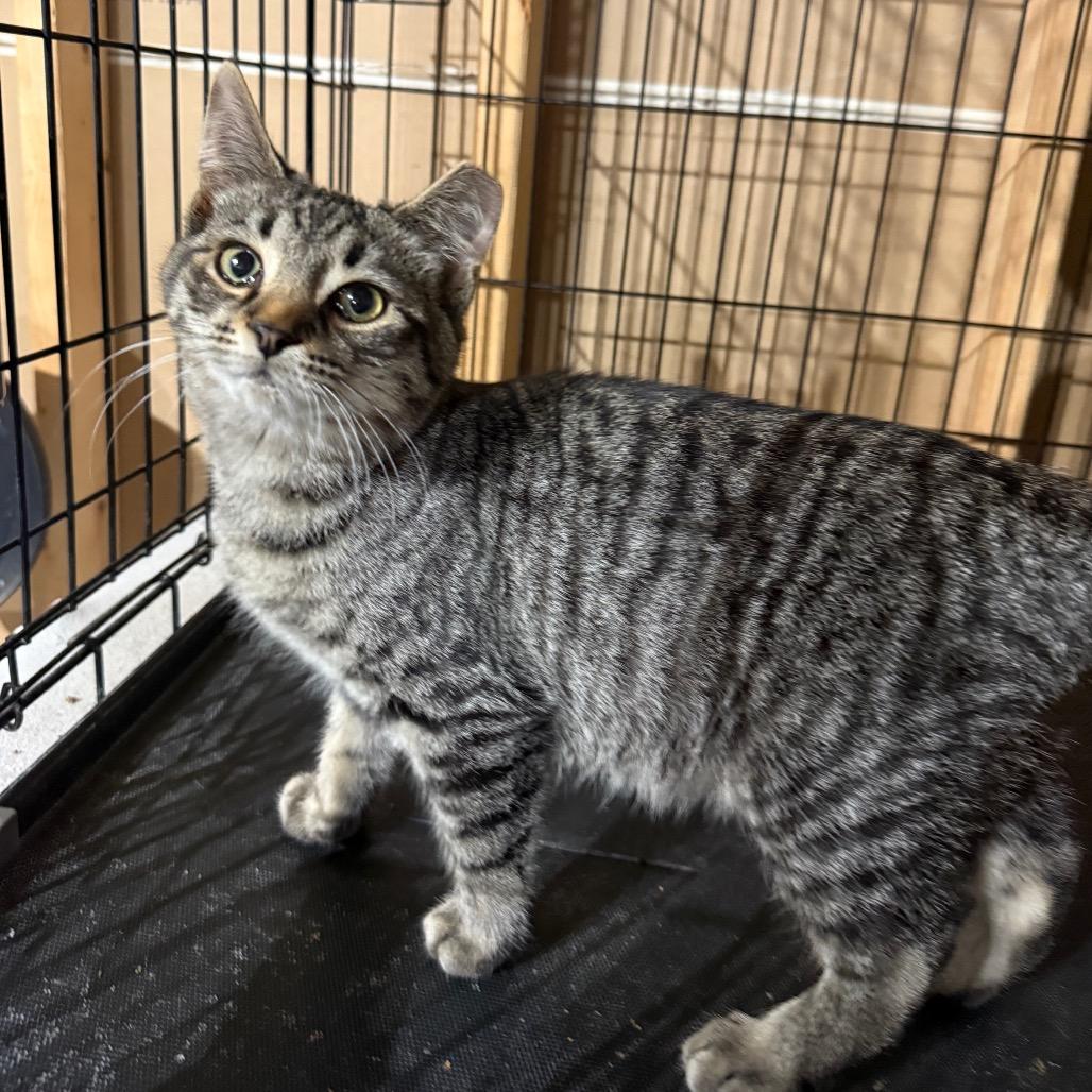 Enlarge Gale, a Adoptable Domestic Short Hair in Hedgesville, WV image 3/3