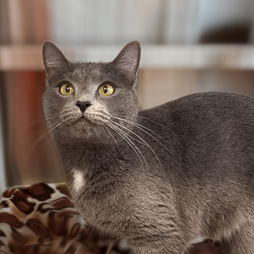 Enlarge Nola, a Adoptable Domestic Short Hair in Nashville, IN image 1/1