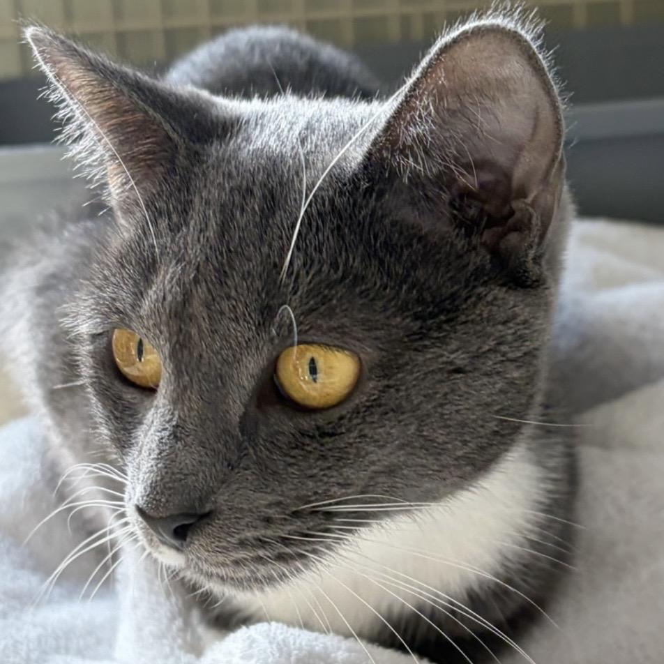 Enlarge Pumpkin, a Adoptable Domestic Short Hair in AQUEBOGUE, NY image 1/2