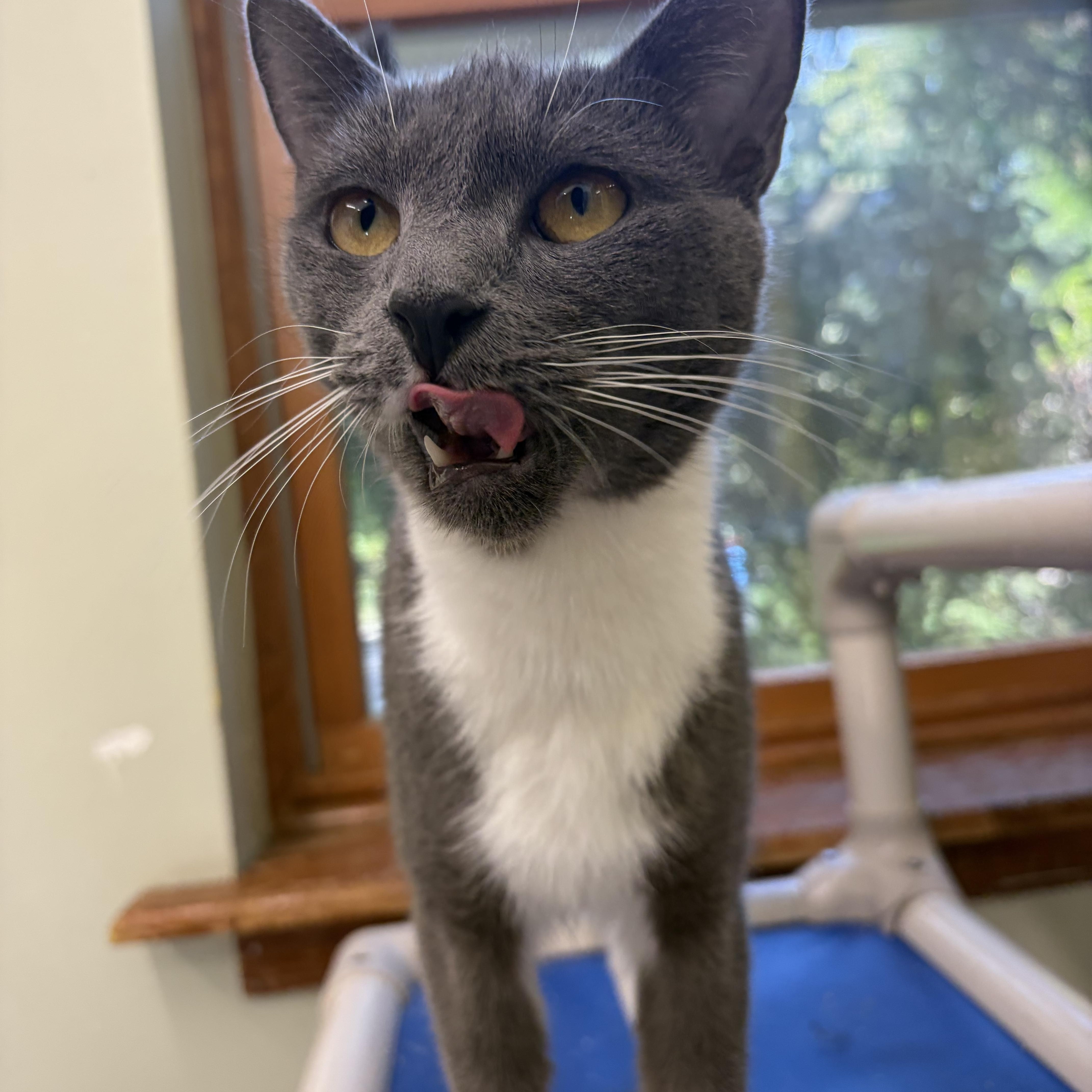 Enlarge Pumpkin, a Adoptable Domestic Short Hair in AQUEBOGUE, NY image 2/2