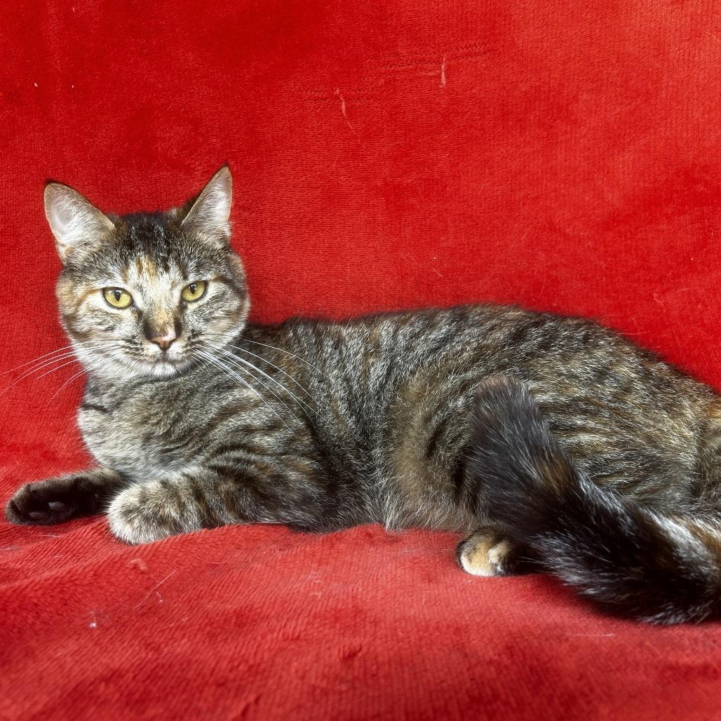 Enlarge Zooey, a Adoptable Domestic Short Hair in Conway, NH image 1/1