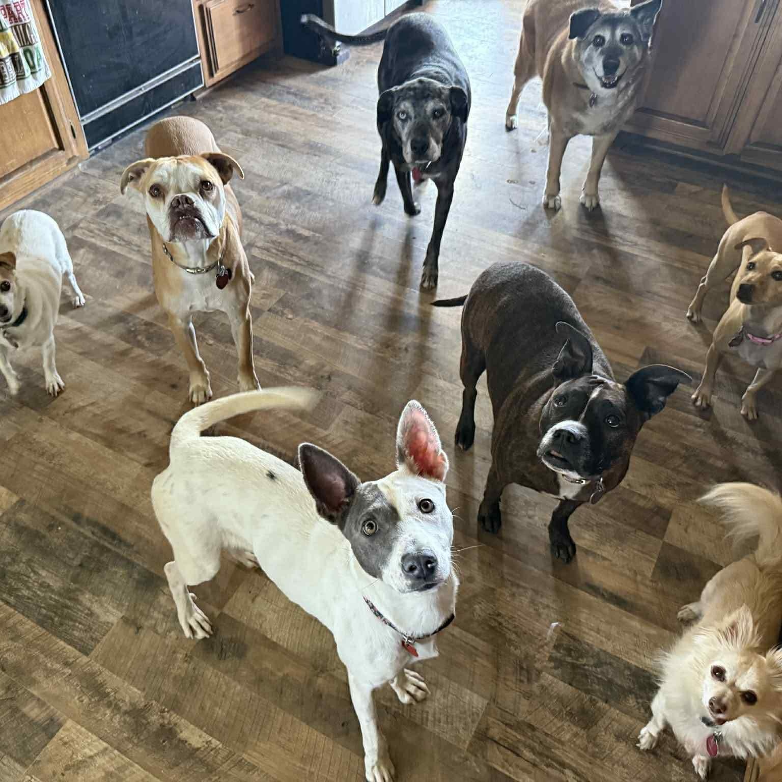 Enlarge Lilly , a ADOPTABLE Mixed Breed in Pelham, NH image 4/6