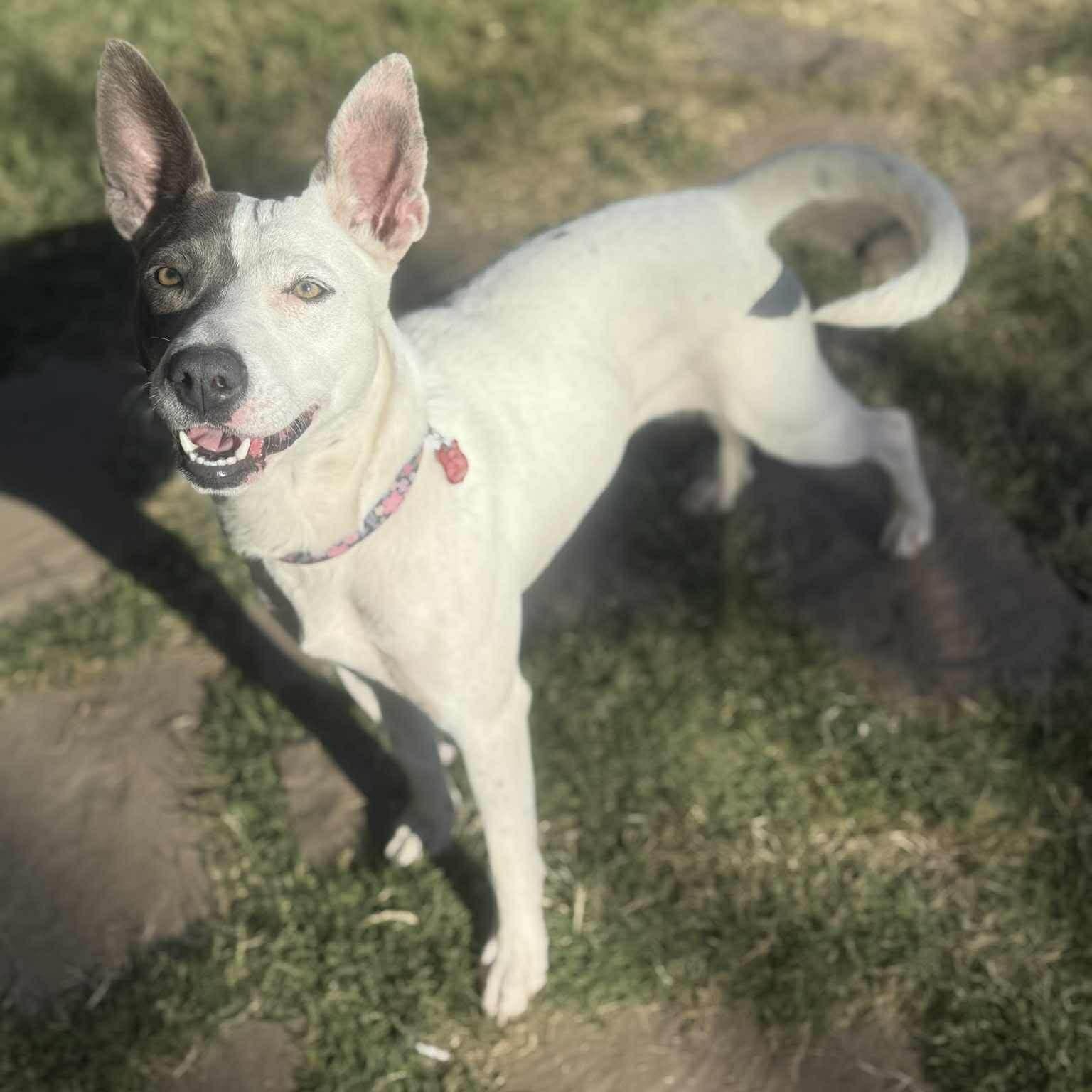 Enlarge Lilly , a ADOPTABLE Mixed Breed in Pelham, NH image 5/6