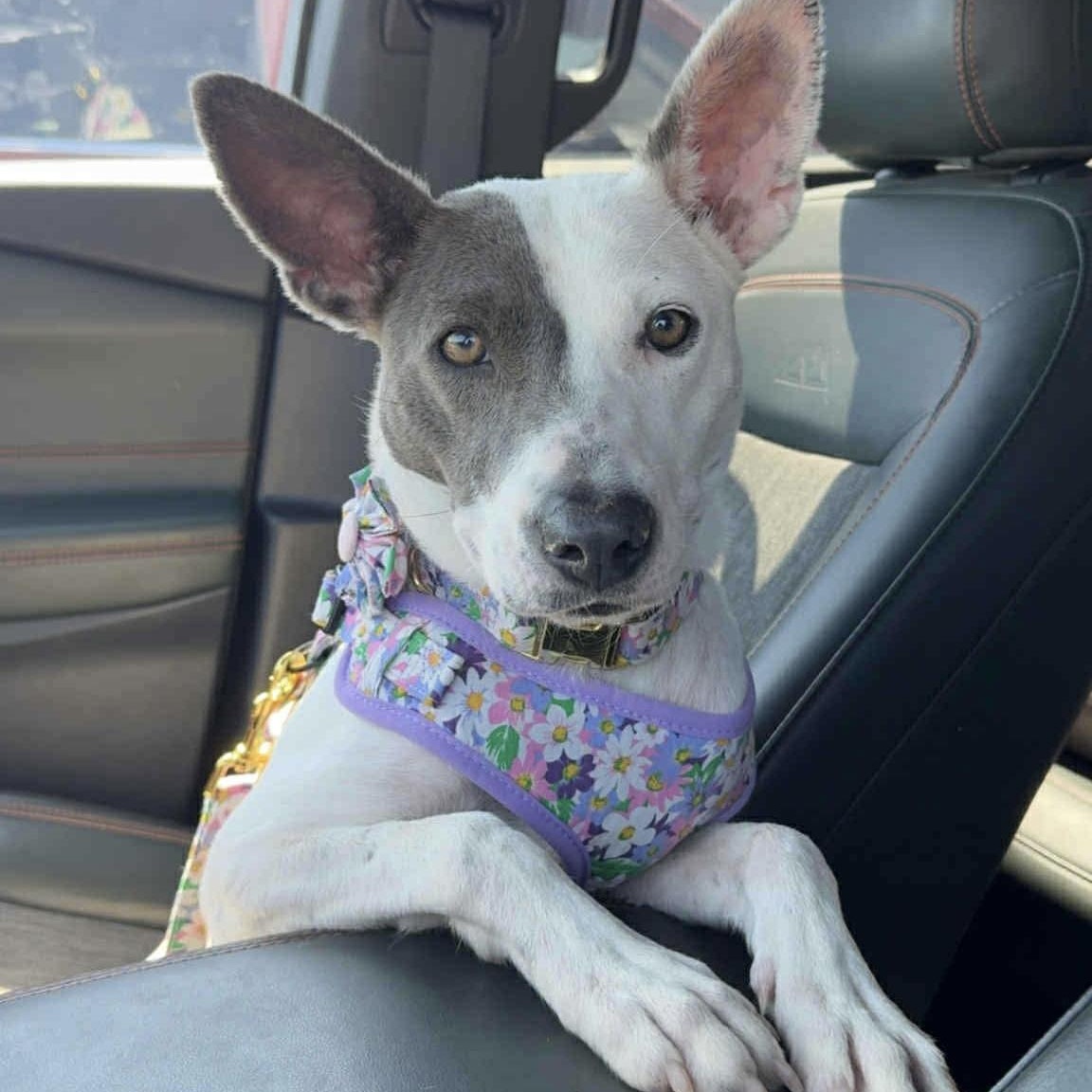 Enlarge Lilly , a ADOPTABLE Mixed Breed in Pelham, NH image 3/6