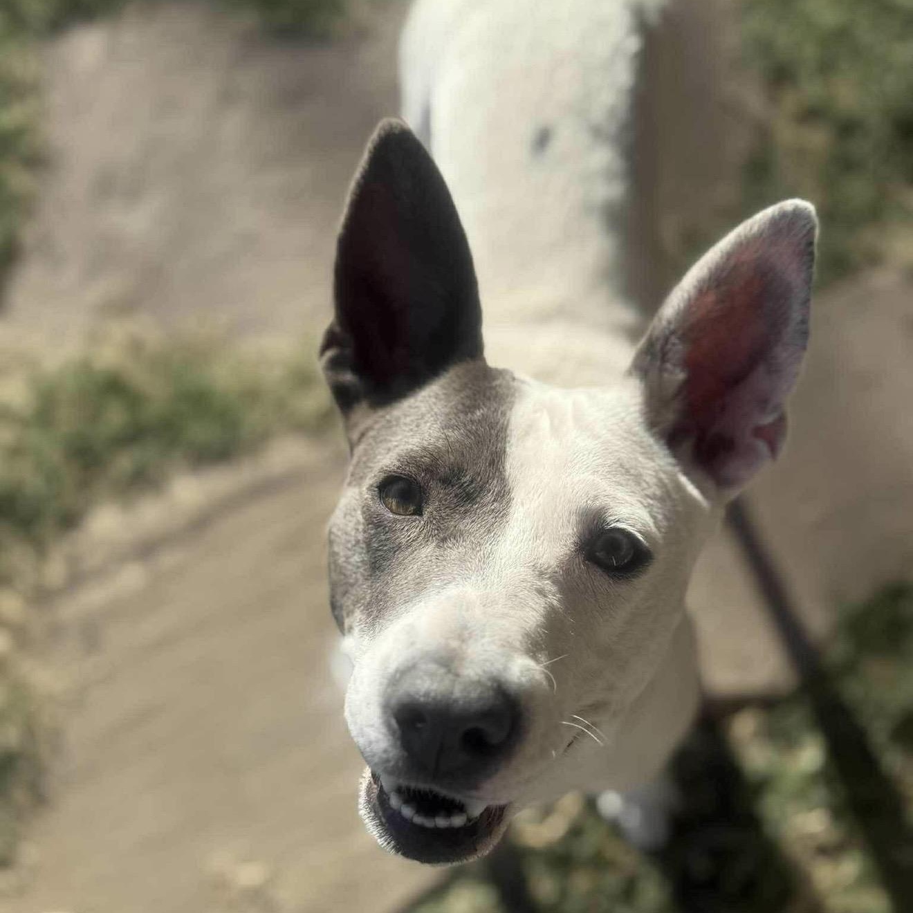 Enlarge Lilly , a ADOPTABLE Mixed Breed in Pelham, NH image 2/6