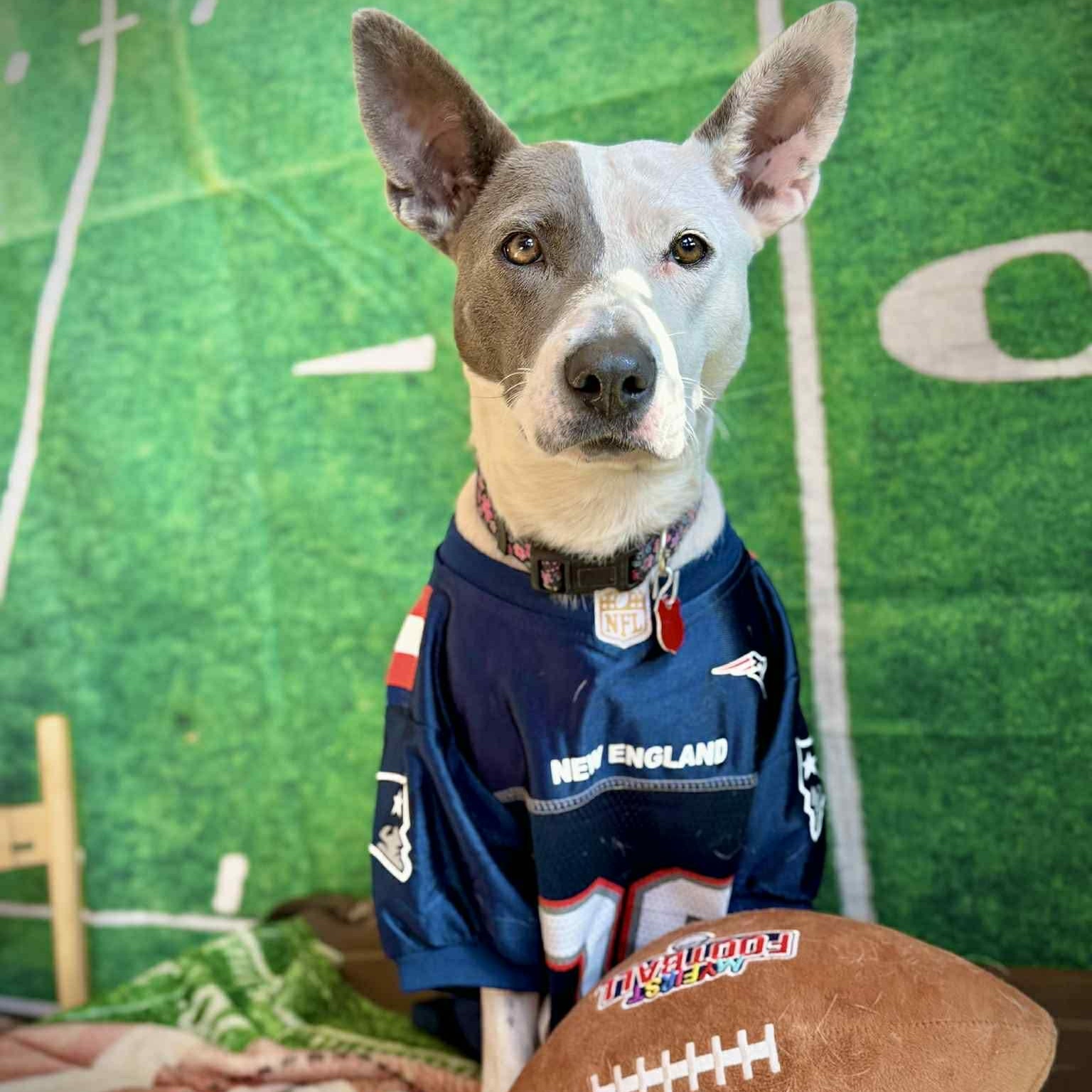 Enlarge Lilly , a ADOPTABLE Mixed Breed in Pelham, NH image 1/6