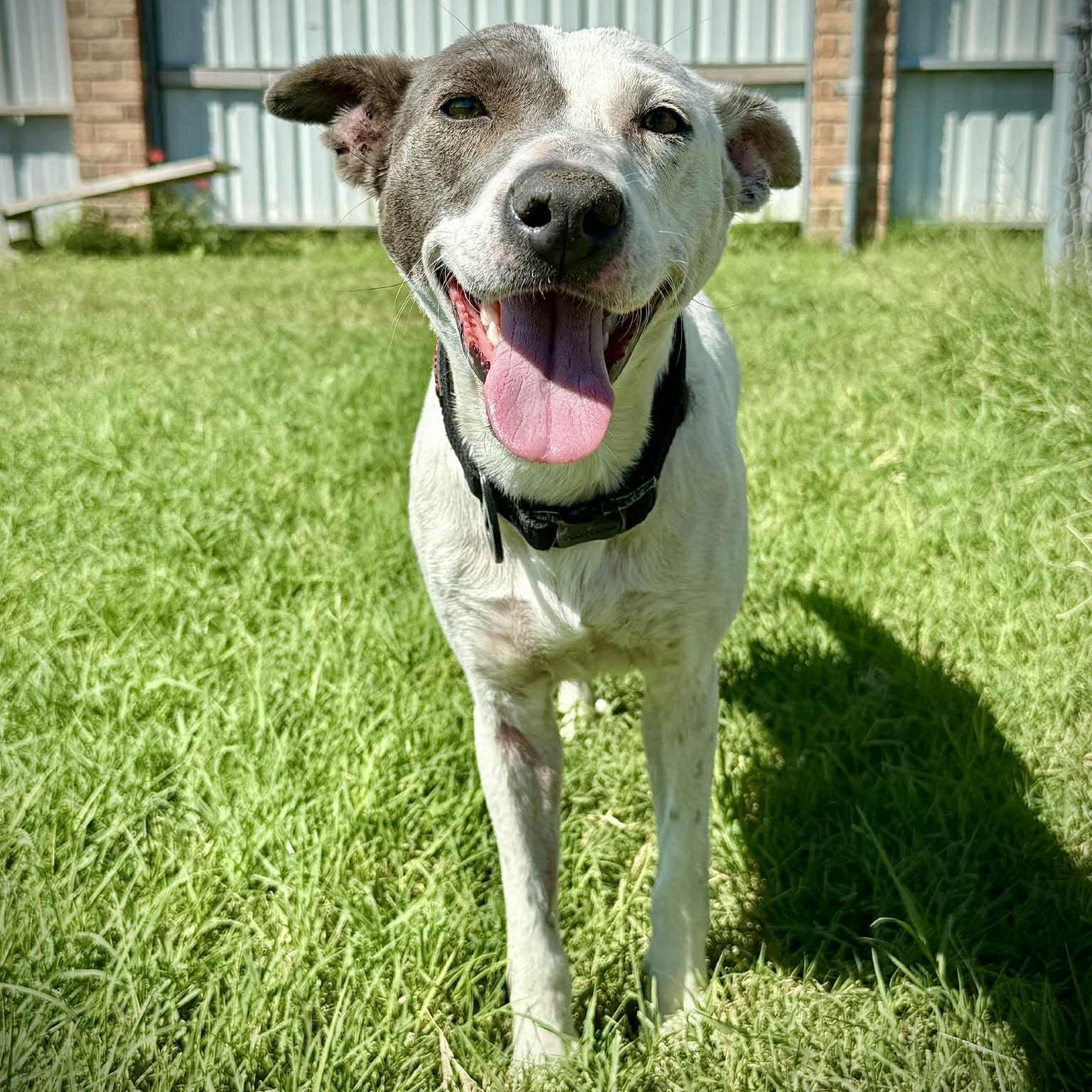 Enlarge Lilly , a ADOPTABLE Mixed Breed in Pelham, NH image 6/6