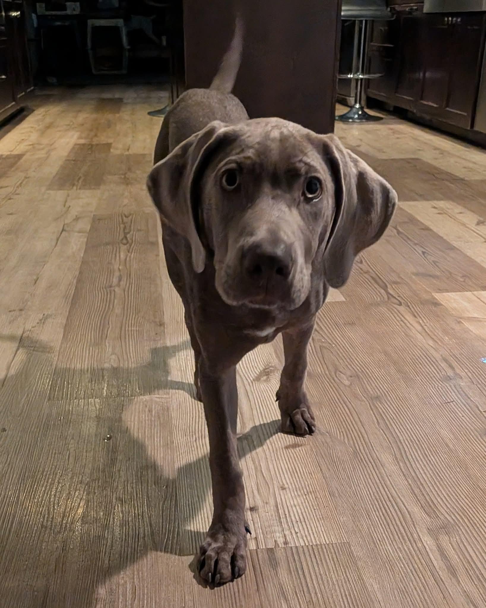 Enlarge Gunner Blue, a Adopted mixed breed in Birmingham, AL image 2/3