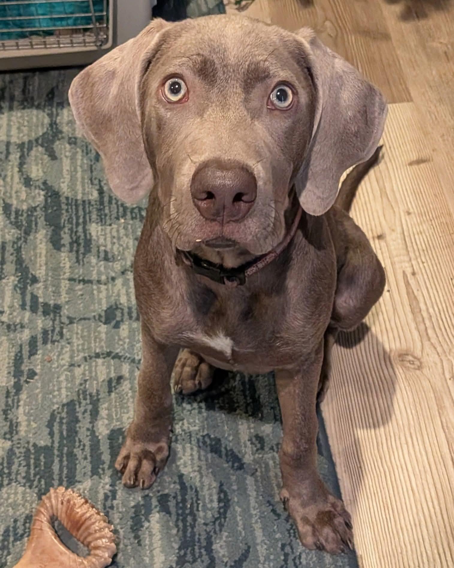 Gunner Blue, Adopted, Puppy Male Weimaraner & Labrador Retriever.
