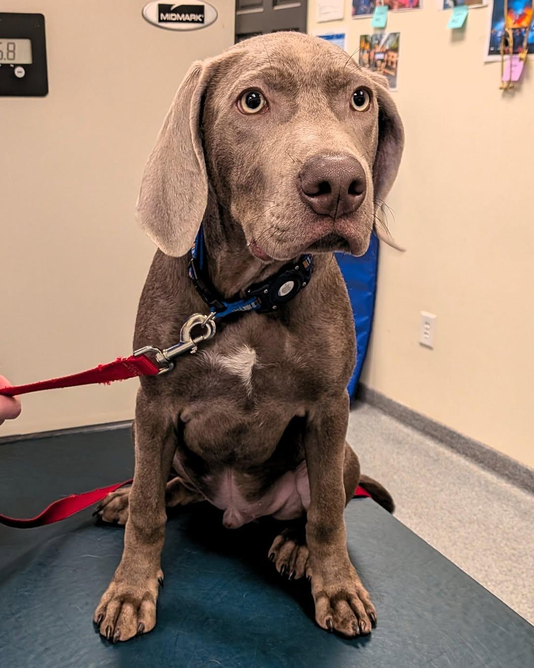 Enlarge Gunner Blue, a Adopted mixed breed in Birmingham, AL image 3/3