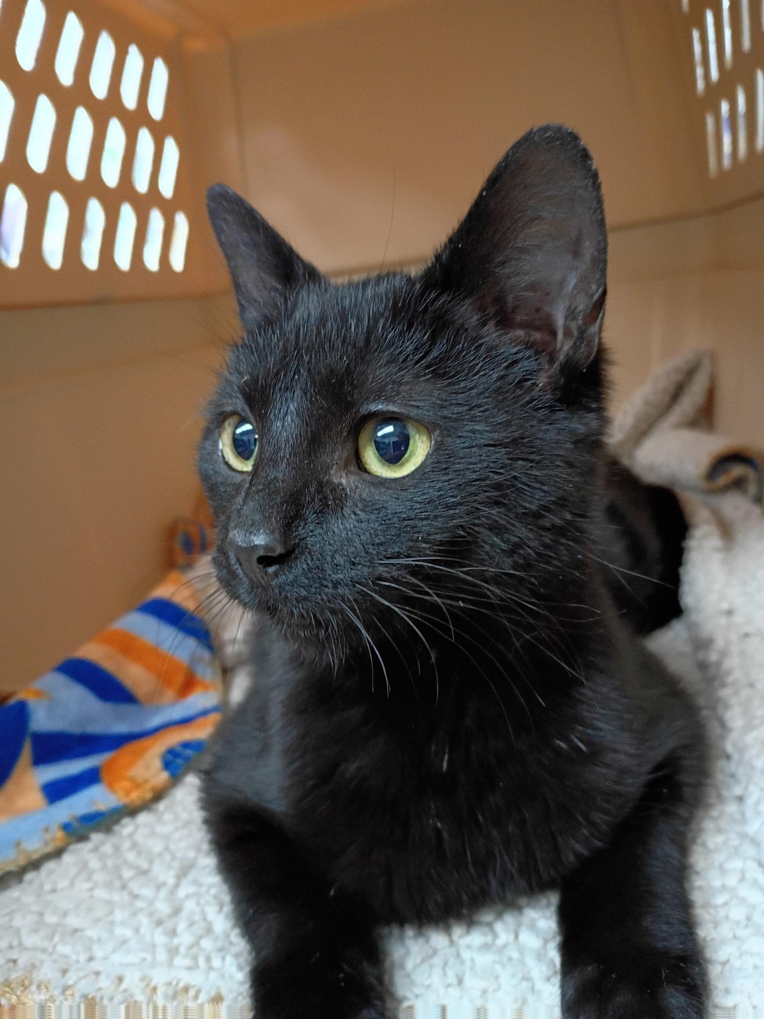 Connie, ADOPTABLE, Young Female Domestic Short Hair.