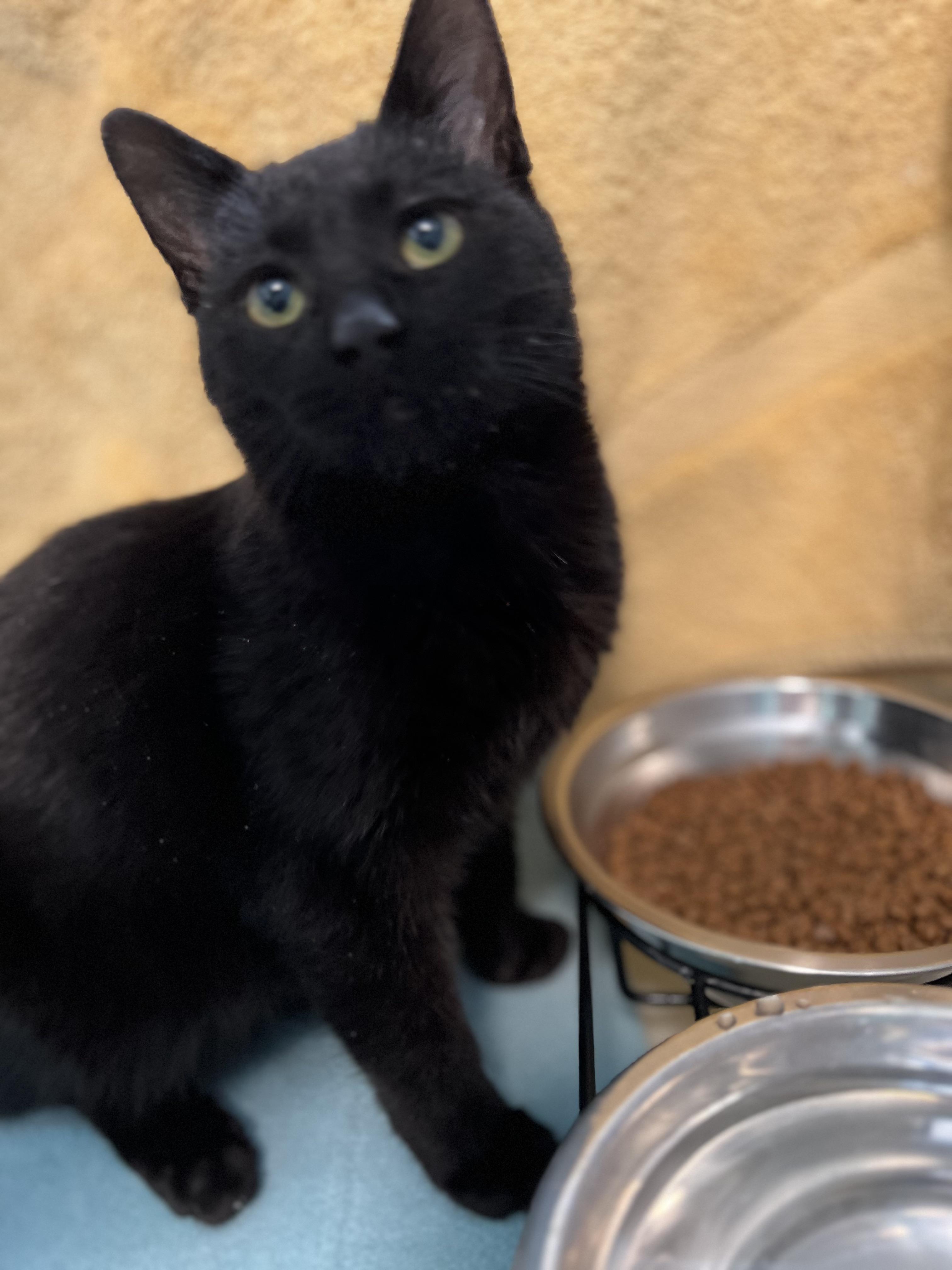 Enlarge Connie, a ADOPTABLE Domestic Short Hair in Holland, MI image 3/3