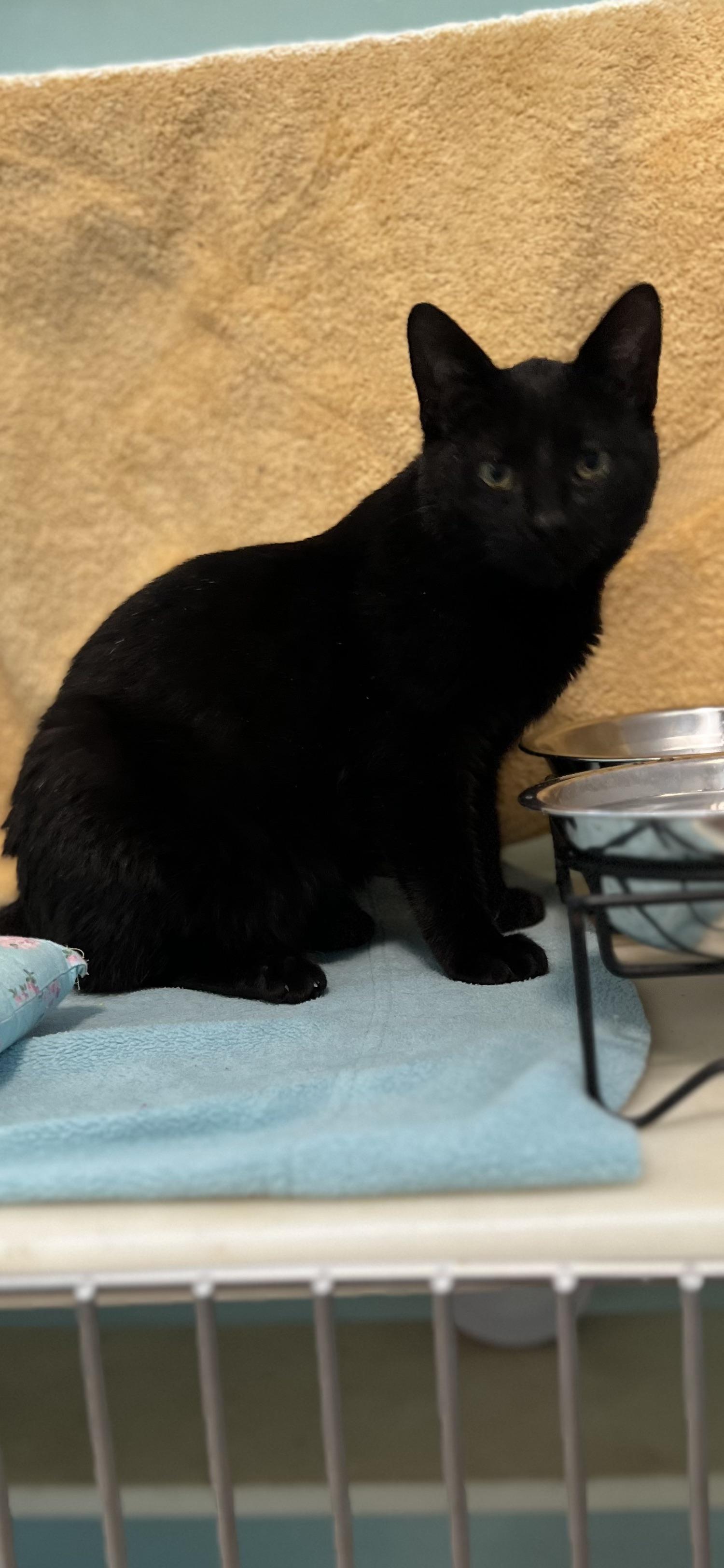 Enlarge Connie, a ADOPTABLE Domestic Short Hair in Holland, MI image 2/3