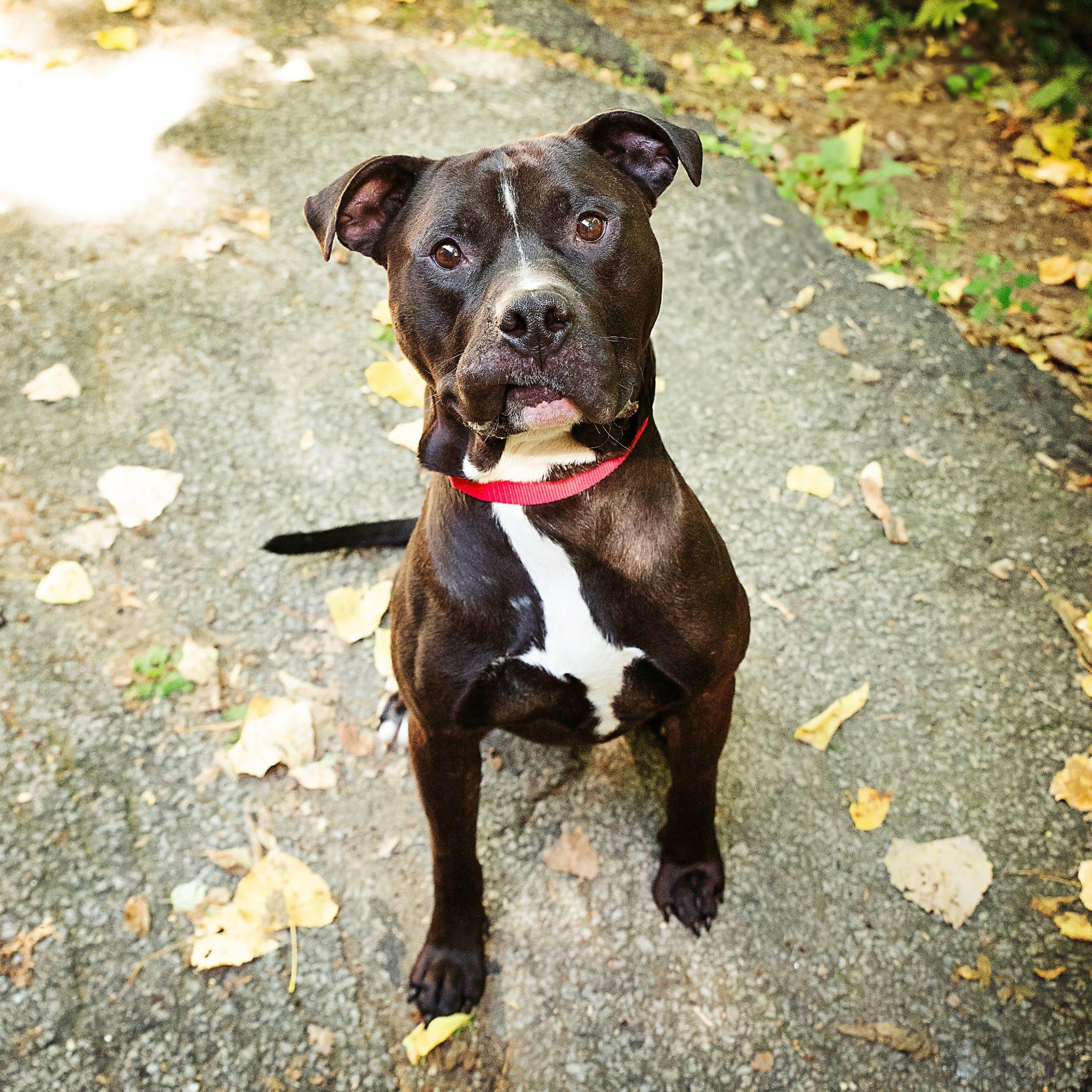 Enlarge Gibbs, a Adoptable Mixed Breed in Adrian, MI image 1/1